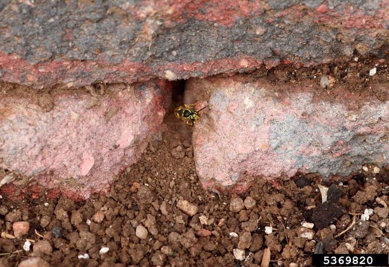 Yellowjacket nest bugwood 5369820.jpg